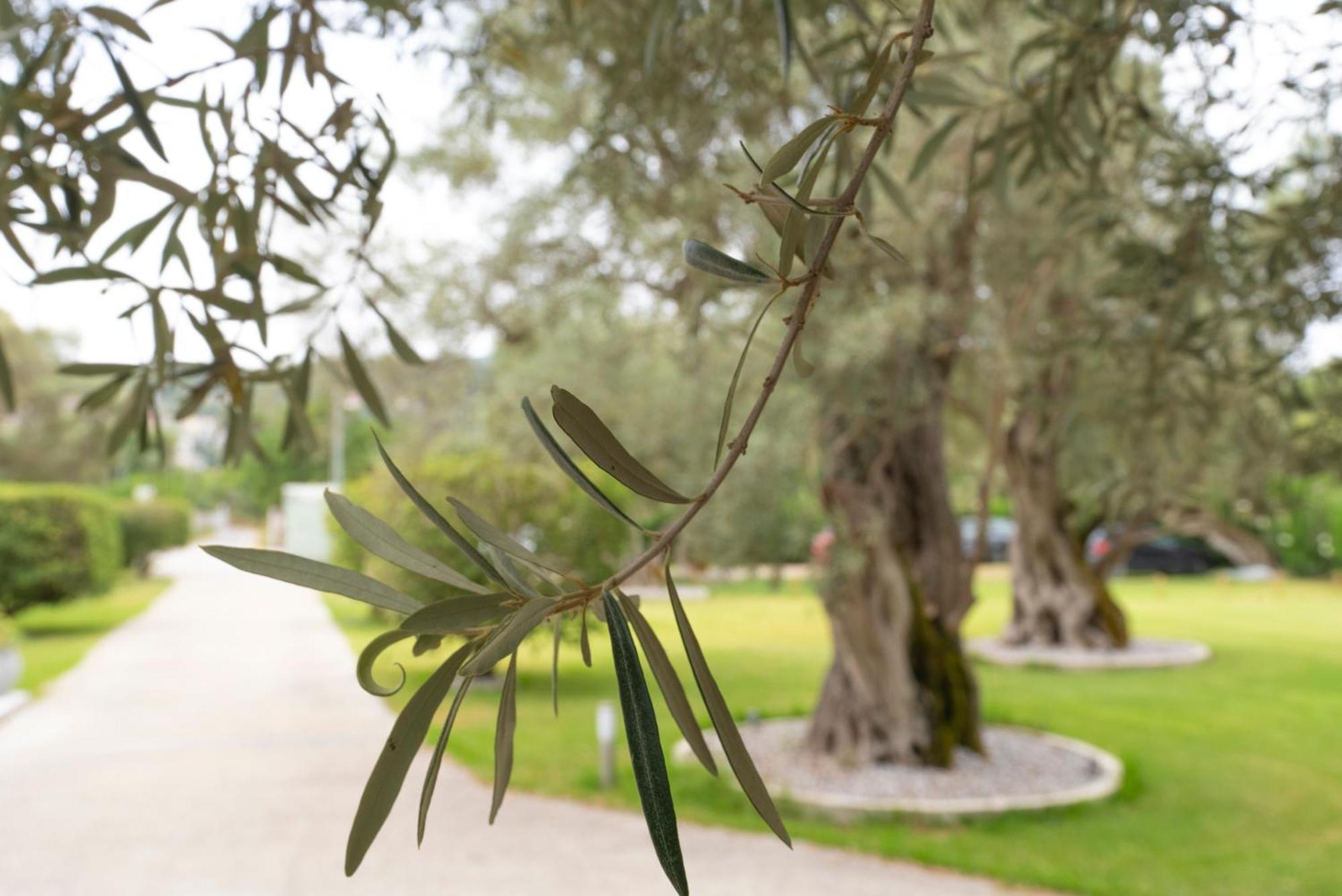 Elaia - Apartments & Studios Lefkada City Ngoại thất bức ảnh